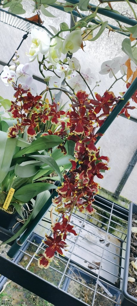 PlantDaddy91's tweet photo. The #orchid love continues into the evening!
Picked up this #Oncostele Wildcat "Golden red star" from the show in #STL, those #Pseudobulb are #thicc.
#noshame #flowersareawesome
#plant #grow #marshydro420 https://t.co/22jQSYNj1t