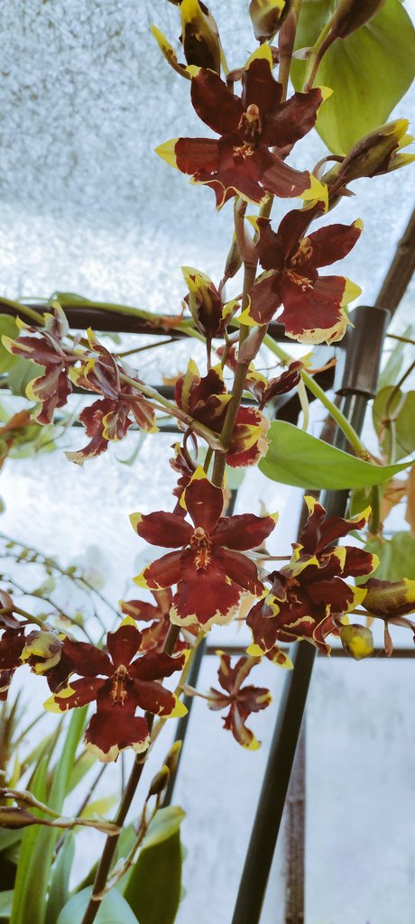 PlantDaddy91's tweet photo. The #orchid love continues into the evening!
Picked up this #Oncostele Wildcat "Golden red star" from the show in #STL, those #Pseudobulb are #thicc.
#noshame #flowersareawesome
#plant #grow #marshydro420 https://t.co/22jQSYNj1t