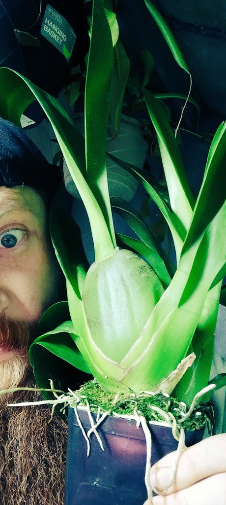 PlantDaddy91's tweet photo. The #orchid love continues into the evening!
Picked up this #Oncostele Wildcat "Golden red star" from the show in #STL, those #Pseudobulb are #thicc.
#noshame #flowersareawesome
#plant #grow #marshydro420 https://t.co/22jQSYNj1t