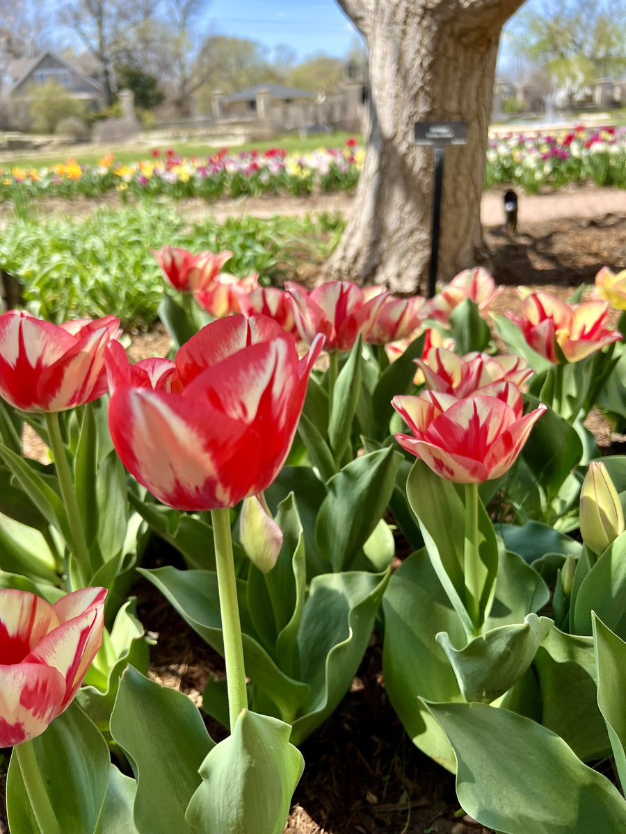AmyMHageman's tweet photo. The tulips are blooming at the K-State Gardens! https://t.co/hPJRaZwymK