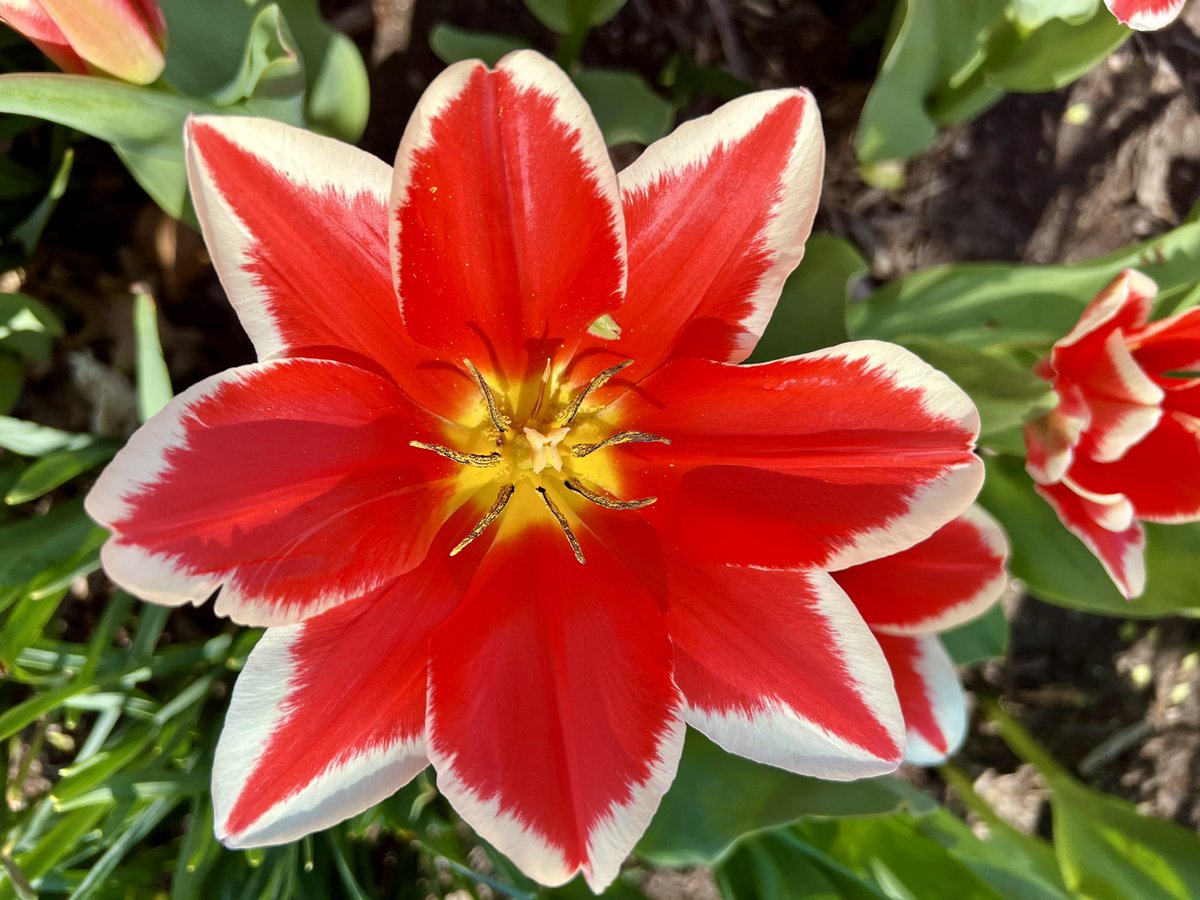 AmyMHageman's tweet photo. The tulips are blooming at the K-State Gardens! https://t.co/hPJRaZwymK