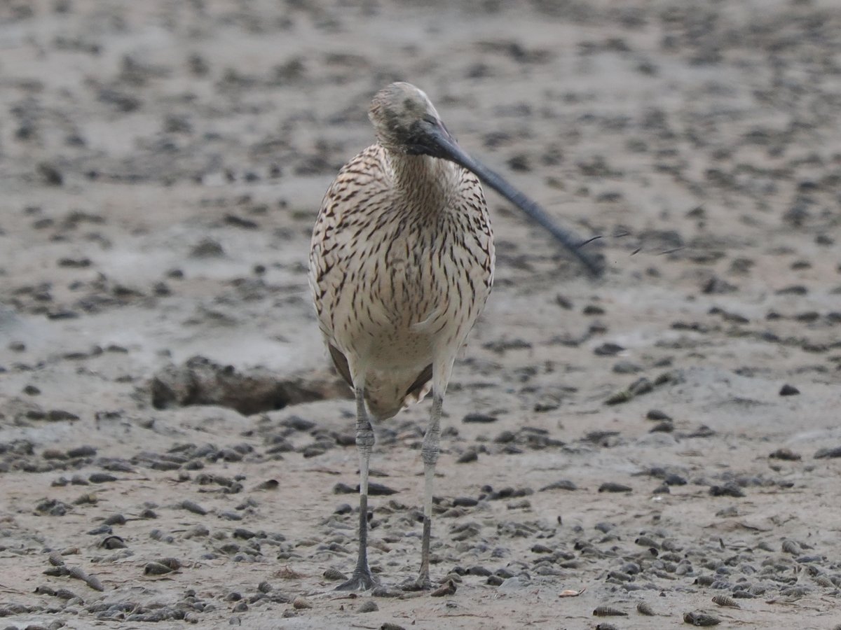 taiwanbirdguide's tweet photo. 😄 Amusing moment: messy-faced #EurasianCurlew with a long bill tries to shake off mud by swinging its head! 🐦
#TaiwanBirdGuide #bird #birding #birdtour #birdwatching #nature #wildlife #birdphotography #birdlovers #ornithology #Frontbird https://t.co/zrjJP1Jwm5