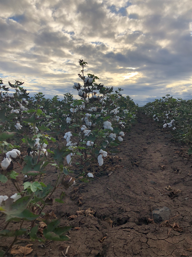 cussonsmedia's tweet photo. Hectares upon hectares have turned white with cotton bolls on the Darling Downs, which is a beautiful sight to see. We just had to snap a photo of this crop on a farm near Jondaryan before it gets harvested in the coming weeks 🚜📸👕

#jondaryan #cotton @CottonAustralia https://t.co/BXDG4spSod