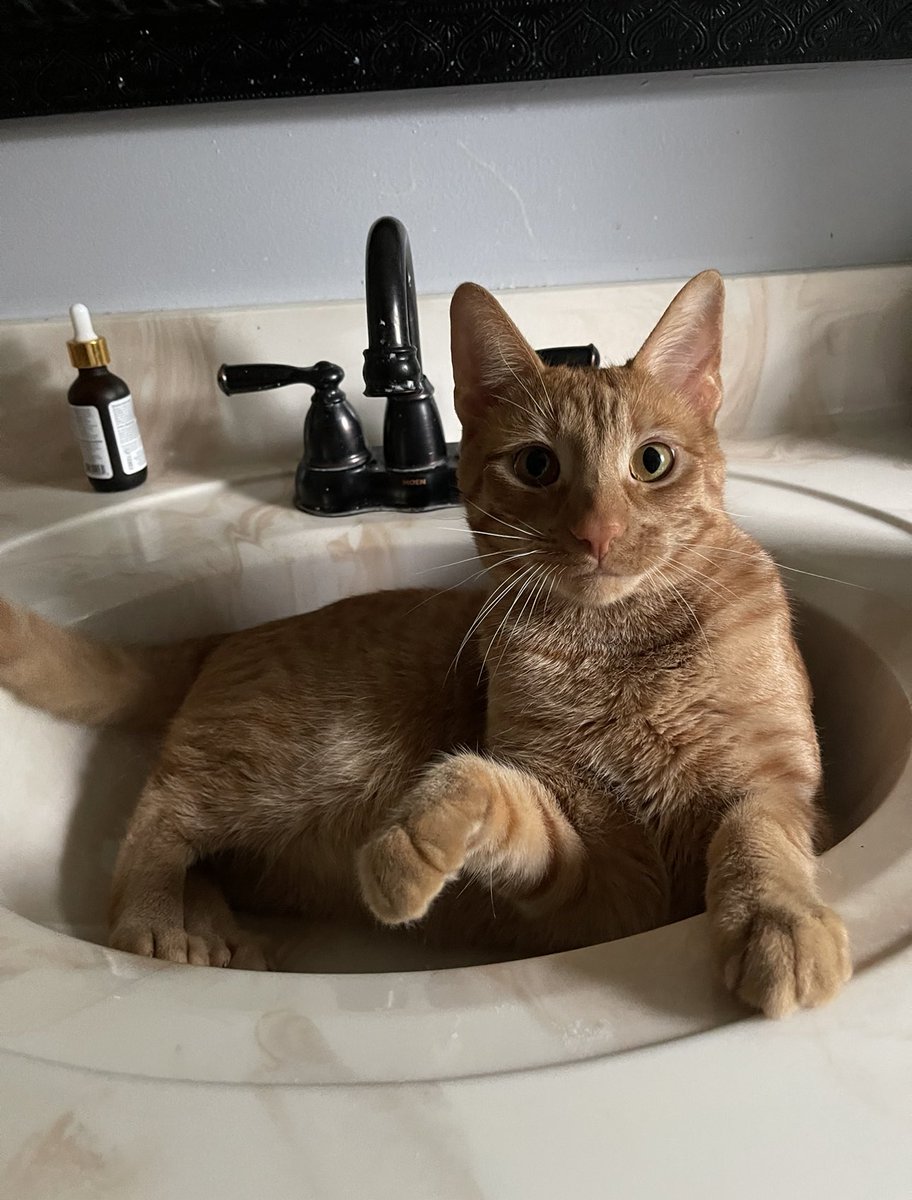 HaileyPete1's tweet photo. @9LivesCatFood incase you ever need another Morris, simba’s up for the job ;) https://t.co/mDVNdkT0dx