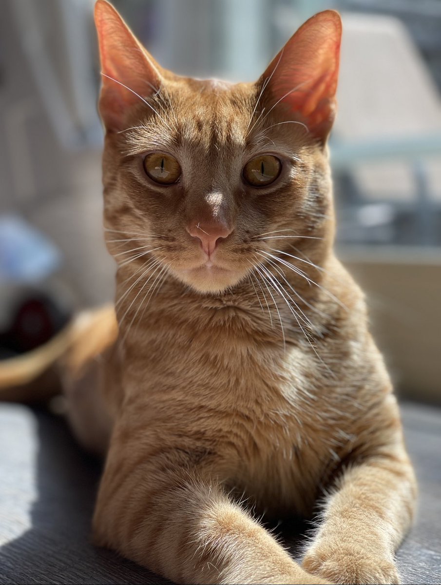 HaileyPete1's tweet photo. @9LivesCatFood incase you ever need another Morris, simba’s up for the job ;) https://t.co/mDVNdkT0dx