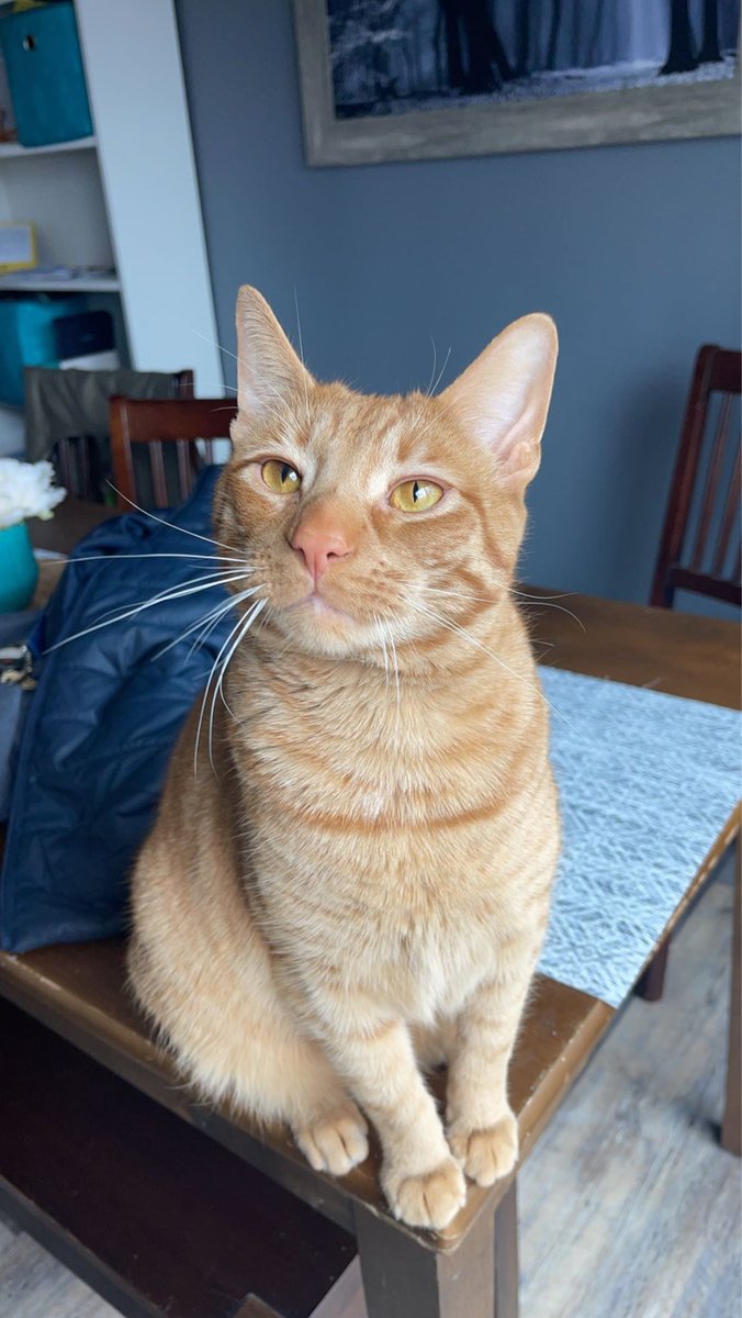 HaileyPete1's tweet photo. @9LivesCatFood incase you ever need another Morris, simba’s up for the job ;) https://t.co/mDVNdkT0dx