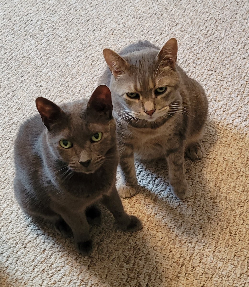 martiegirlie's tweet photo. Happy #NationalPetDay2023 from "the boys" Colester and Marvin #CatsofTwittter Best day because we said so, of course. 😺 🐈 💕 https://t.co/g8W06klWkp