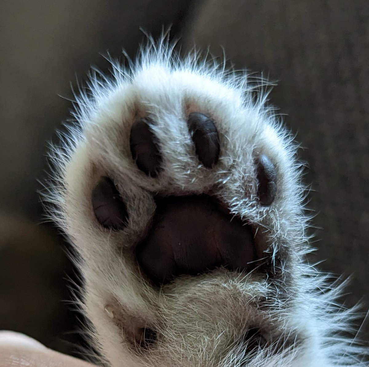 _z3roeclipse's tweet photo. Beans #cat #kitten https://t.co/ZwT78ruCDV