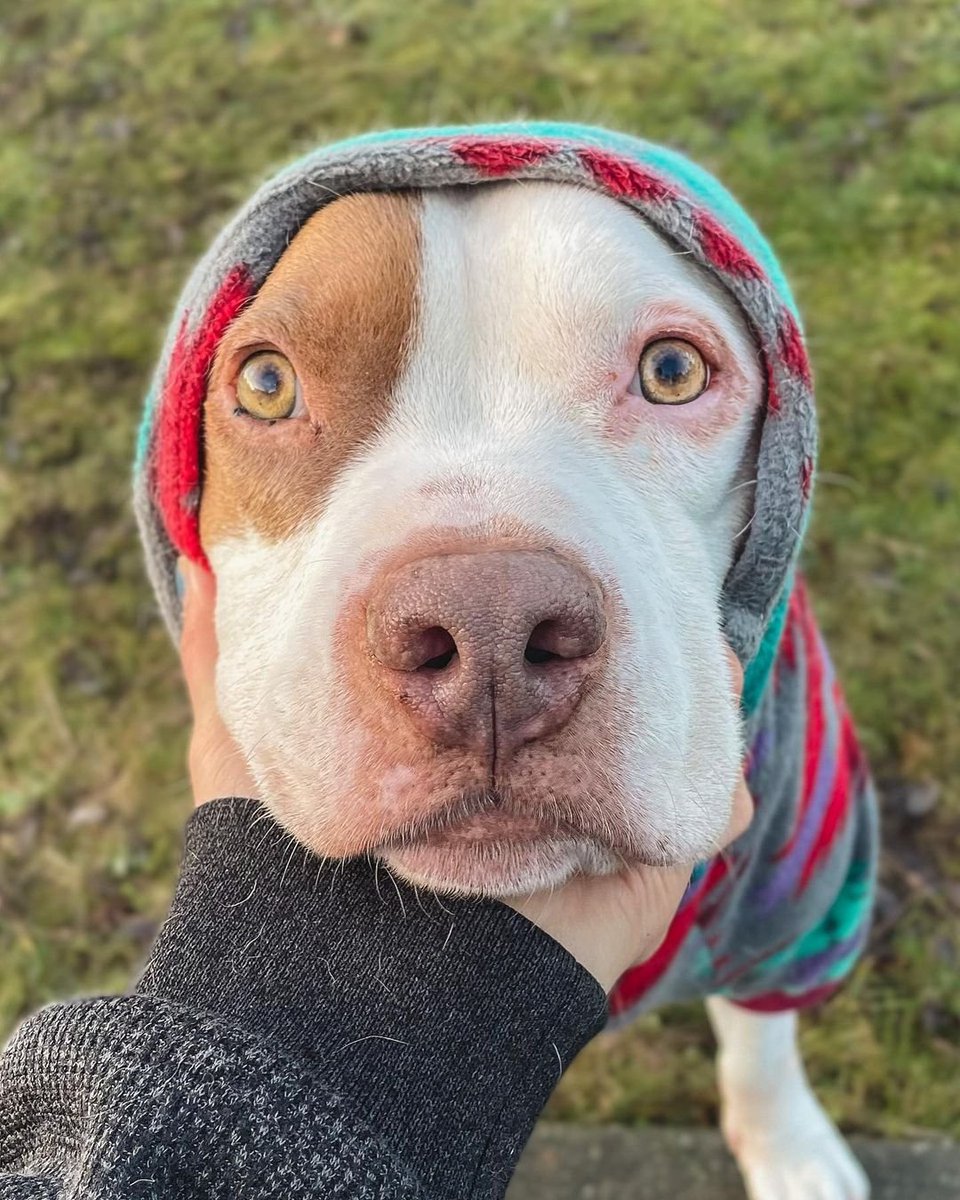 newlisting_'s tweet photo. Happy National pet day🥳
#pitbutoken
#BTC https://t.co/zYEUvFR1KE