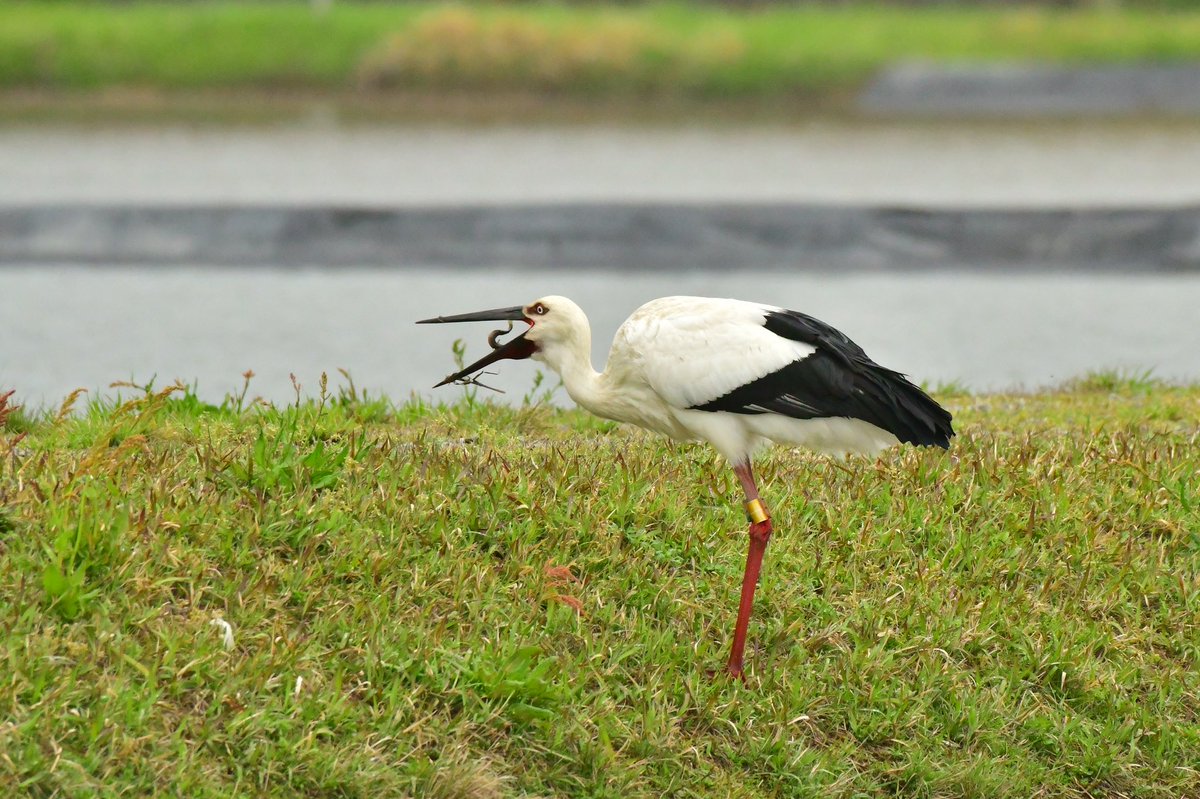 s7t73pf71's tweet photo. 今日も安来でコウノトリ
#コウノトリ #野鳥 #j0229 #j0231 #j0358 https://t.co/QvVhXQtCKs