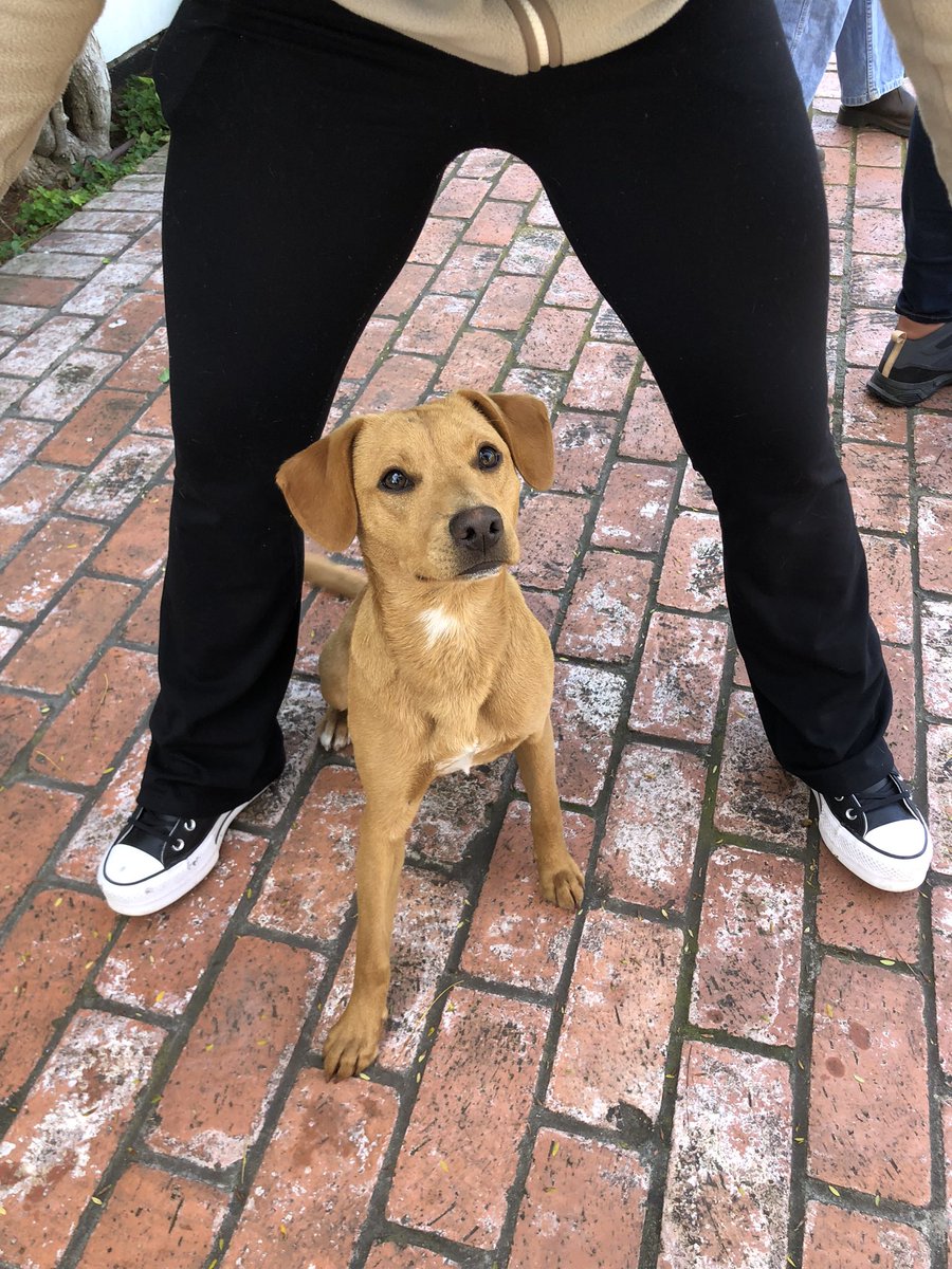 sarahsuarez_'s tweet photo. Lost puppy found on 24th St by the In n Out in National City. Message me if you know who the owner is!!! https://t.co/ai7wCS1MQh