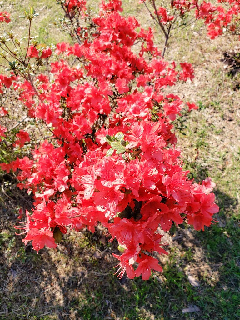 TO0313KKO's tweet photo. おはようございます🍀

⭐今日は　一粒万倍の日⭐

朝から　決め事をさっと済ますと
思いがけない嬉しい事が　２つ
付いてきました🥰　
　　　感謝です🍀😌🍀

#おは戦50412as🌊
#花言葉

　〈クルメツツジの花言葉〉
　  「情熱」「燃える想い」
                 「恋の喜び」 https://t.co/oqe5ulXcdD