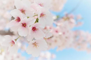 The next ZEN class will be held online April 19 at 16:00 (JST)! We will distribute via Facebook and YouTube. Please prepare a Zafu (or cushion) and wear clothes that are easy to move and join in!See you soon! FB:facebook.com/InternationalD……
YouTube: youtube.com/user/SOTOZENNET