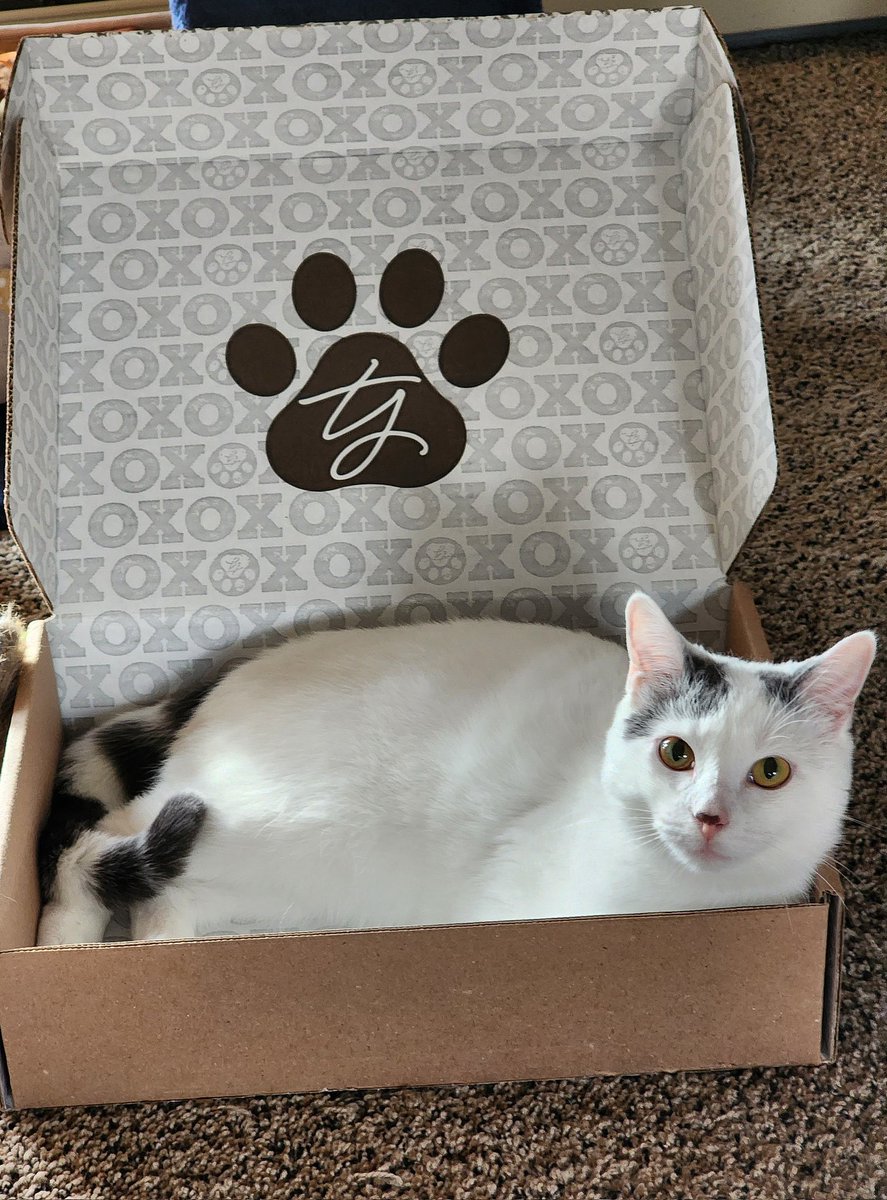 Trisha Yearwood Pet Collection on Twitter