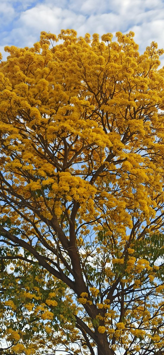 🐾🌹Ramón David🪐🚀🏀 tweet media