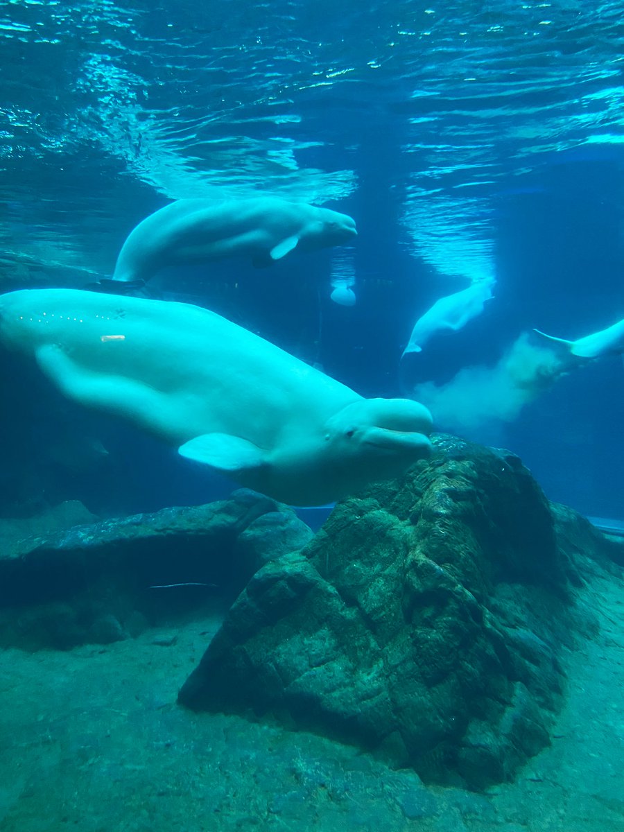 Resi-date wellness yoga ft some of our new best friends 🧘‍♀️🦈