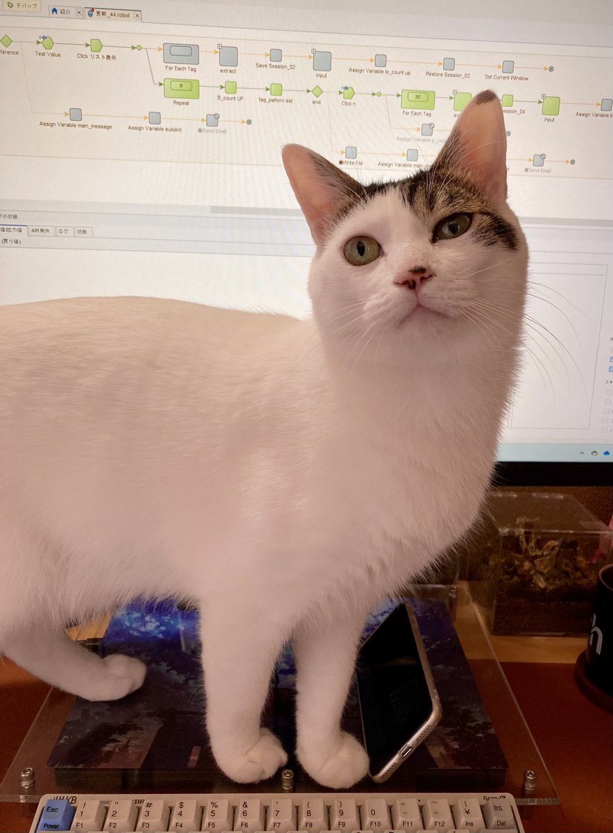 na_da513302's tweet image. キーボードは踏まないでねー

#BizRobo!
#debug
#猫のいる暮らし