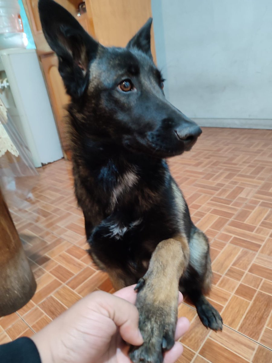isella18's tweet photo. @AlcaldiaMHmx Podrían ayudarme a difundir, se acaba de extraviar mi perrita Cora en la calle de Sanctorum. Es un pastor belga, no tiene menos de dos horas.
Ayúdenme para que regrese a casa a salvo, es de la familia 💛 https://t.co/viJVCP1pME