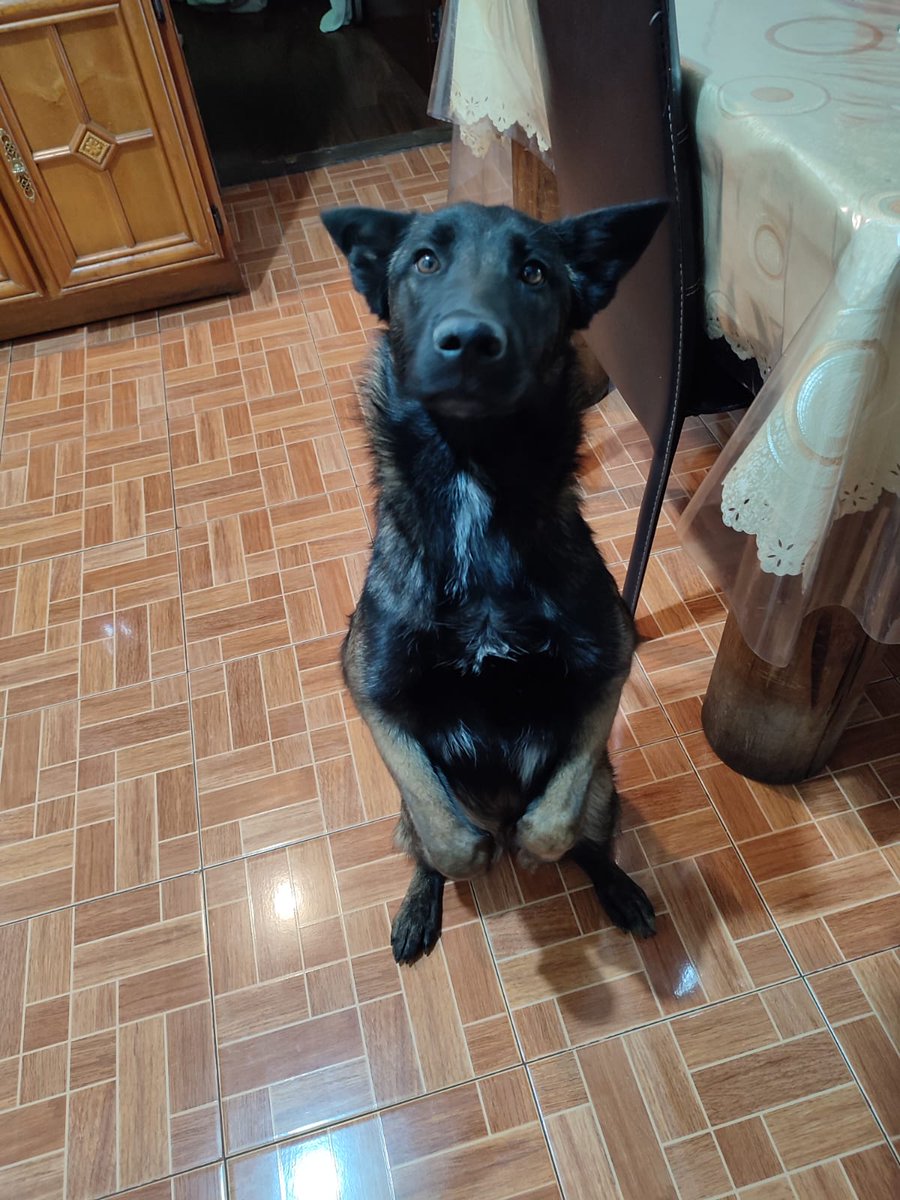 isella18's tweet photo. @AlcaldiaMHmx Podrían ayudarme a difundir, se acaba de extraviar mi perrita Cora en la calle de Sanctorum. Es un pastor belga, no tiene menos de dos horas.
Ayúdenme para que regrese a casa a salvo, es de la familia 💛 https://t.co/viJVCP1pME