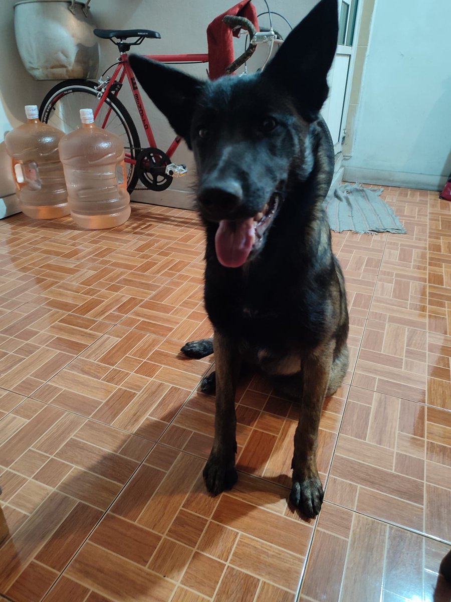 isella18's tweet photo. @AlcaldiaMHmx Podrían ayudarme a difundir, se acaba de extraviar mi perrita Cora en la calle de Sanctorum. Es un pastor belga, no tiene menos de dos horas.
Ayúdenme para que regrese a casa a salvo, es de la familia 💛 https://t.co/viJVCP1pME