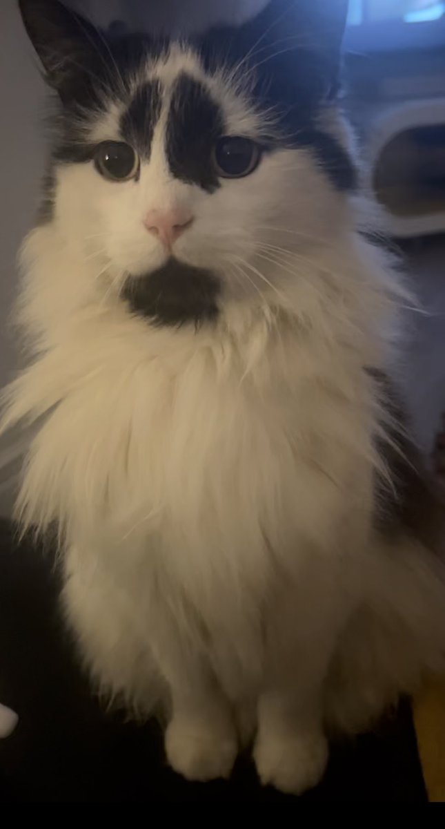 FentonBreedley's tweet photo. “Who dat coming in the cat flap?”  Chill out Dudley, it’s only me!!!
#cats #CatsAreFamily #catlover #catlife #catsofinstagram #catsoftiktok #CatsOfTwitter #CatsOnTwitter https://t.co/9PCiiFZ18V