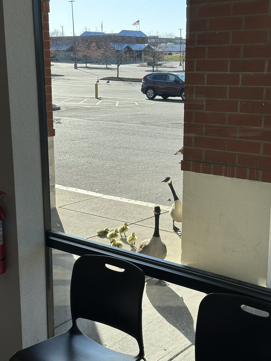 martayven's tweet photo. The geese that live at my work’s parking lot finally had their babies hatch and they had a lil parade today to show them off 🥹 https://t.co/H6KdP5eEcf
