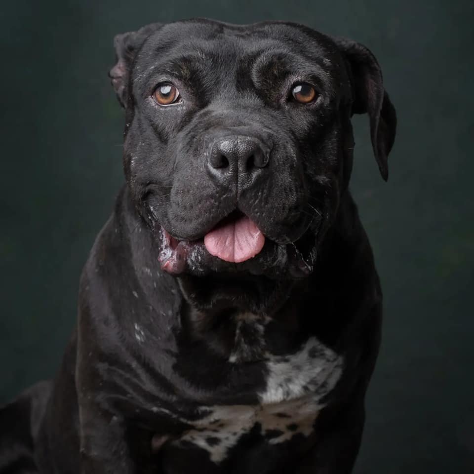 toscomaniaco's tweet photo. A un año de ser rescatado KIKO no pierde la esperanza de ser adoptado, espera pacientemente en su jaulita que alguien voltee a ver sus lindos ojos y poder demostrar su ternura y amor.
Tiene aprox 3 años y le gusta mucho jugar con otros perros, le caen muy bien los cachorros, ama jugar a la pelota y jalar su cuerda, adora los apapachos de panza y le gusta mucho que lo bañen.
Se entrega esterilizado, desparasitado y vacunado. Informes via whatsApp al 55 4340 6978.

Por favor ayúdennos a compartir el mensaje 🙏🐶
@mascotasdifunde
@MascotasSismo
@mascotamx
@huidobropacorro
@AdoptaMx
@MascotaCoyoacan
@PrrosPerdidosMX
@HELA_MORE
@Evayflork1 
@Animales_CDMX
@OvarioDeEva 
@firulaisasalvo 
@elcroqueton 
@SOSsalchichas 
@AmorSinRaza 
@Apoyo_Croqueton 
@miaunguau 
@CEIzcuintle 
@IvanNavaMx 
@perrososmx 
@_PatriciaAnaya 
@HELA_MORE 
@oskarinelperrin 
@humana_harley