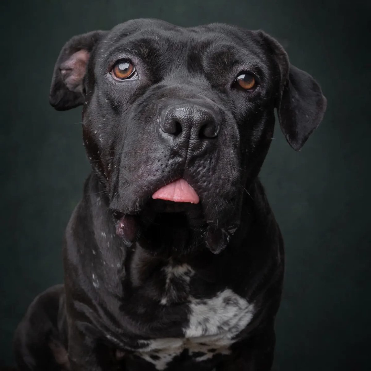 toscomaniaco's tweet photo. A un año de ser rescatado KIKO no pierde la esperanza de ser adoptado, espera pacientemente en su jaulita que alguien voltee a ver sus lindos ojos y poder demostrar su ternura y amor.
Tiene aprox 3 años y le gusta mucho jugar con otros perros, le caen muy bien los cachorros, ama jugar a la pelota y jalar su cuerda, adora los apapachos de panza y le gusta mucho que lo bañen.
Se entrega esterilizado, desparasitado y vacunado. Informes via whatsApp al 55 4340 6978.

Por favor ayúdennos a compartir el mensaje 🙏🐶
@mascotasdifunde
@MascotasSismo
@mascotamx
@huidobropacorro
@AdoptaMx
@MascotaCoyoacan
@PrrosPerdidosMX
@HELA_MORE
@Evayflork1 
@Animales_CDMX
@OvarioDeEva 
@firulaisasalvo 
@elcroqueton 
@SOSsalchichas 
@AmorSinRaza 
@Apoyo_Croqueton 
@miaunguau 
@CEIzcuintle 
@IvanNavaMx 
@perrososmx 
@_PatriciaAnaya 
@HELA_MORE 
@oskarinelperrin 
@humana_harley