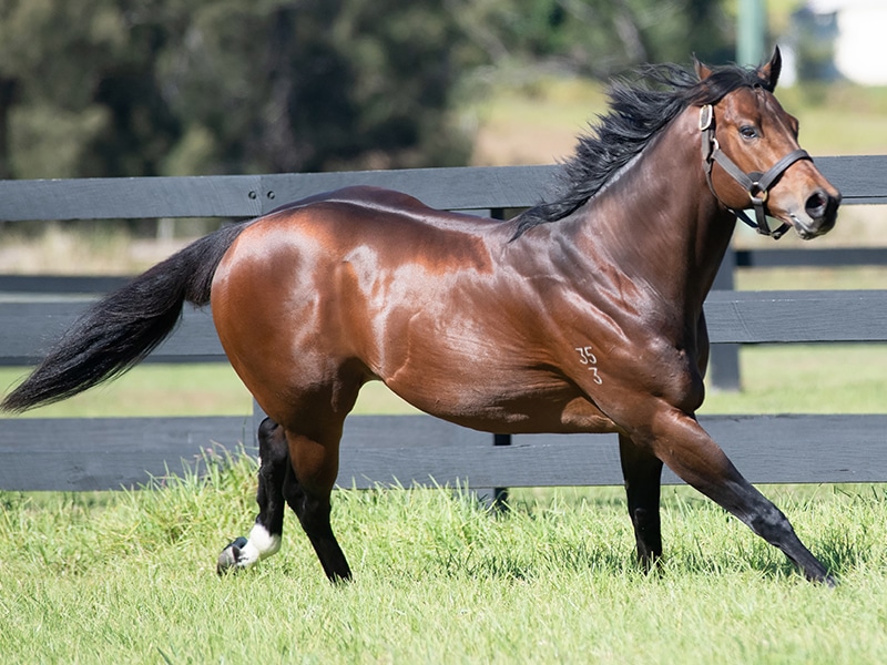nzracingnews's tweet photo. NEWS: Another new addition to the @HighviewStud stallion roster with #DivineProphet set to stand at the Waikato farm in 2023.
https://t.co/4Jpx4VtNFl https://t.co/jozYZDYGNx
