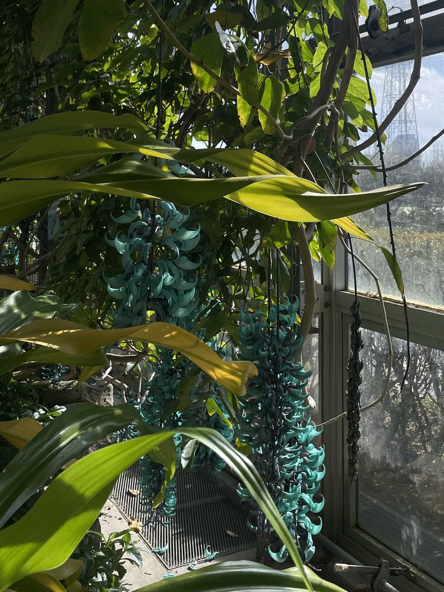 鶴見緑地にあった植物園🌳