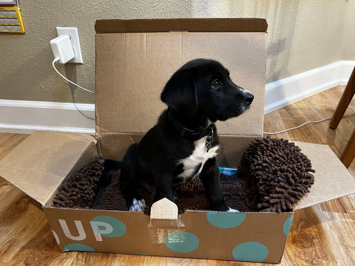 dr_loony's tweet photo. @dog_rates That is clearly a very good dog bed, Walter. https://t.co/0Jxt5igerq