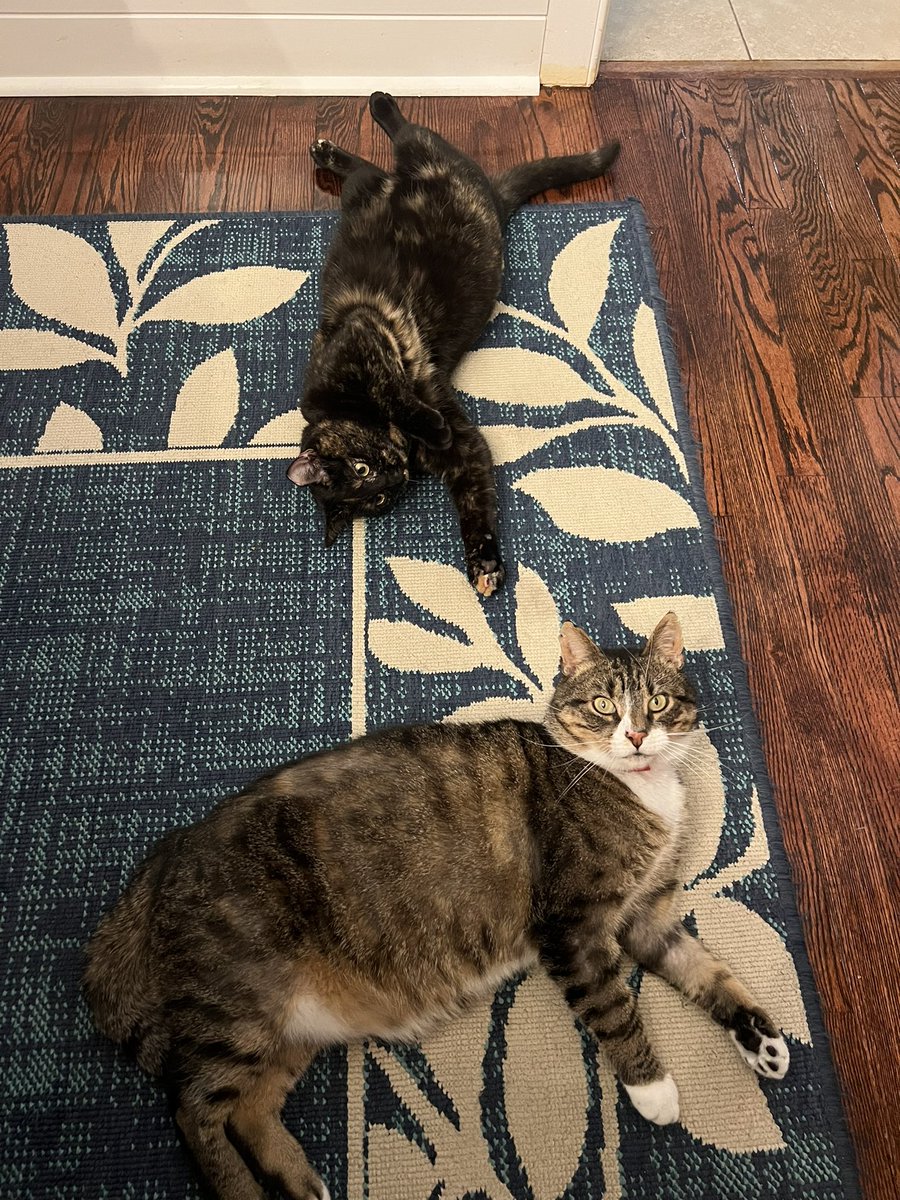 cyndi_bain's tweet photo. Happy #NationalPetDay https://t.co/i7qQMamP6a