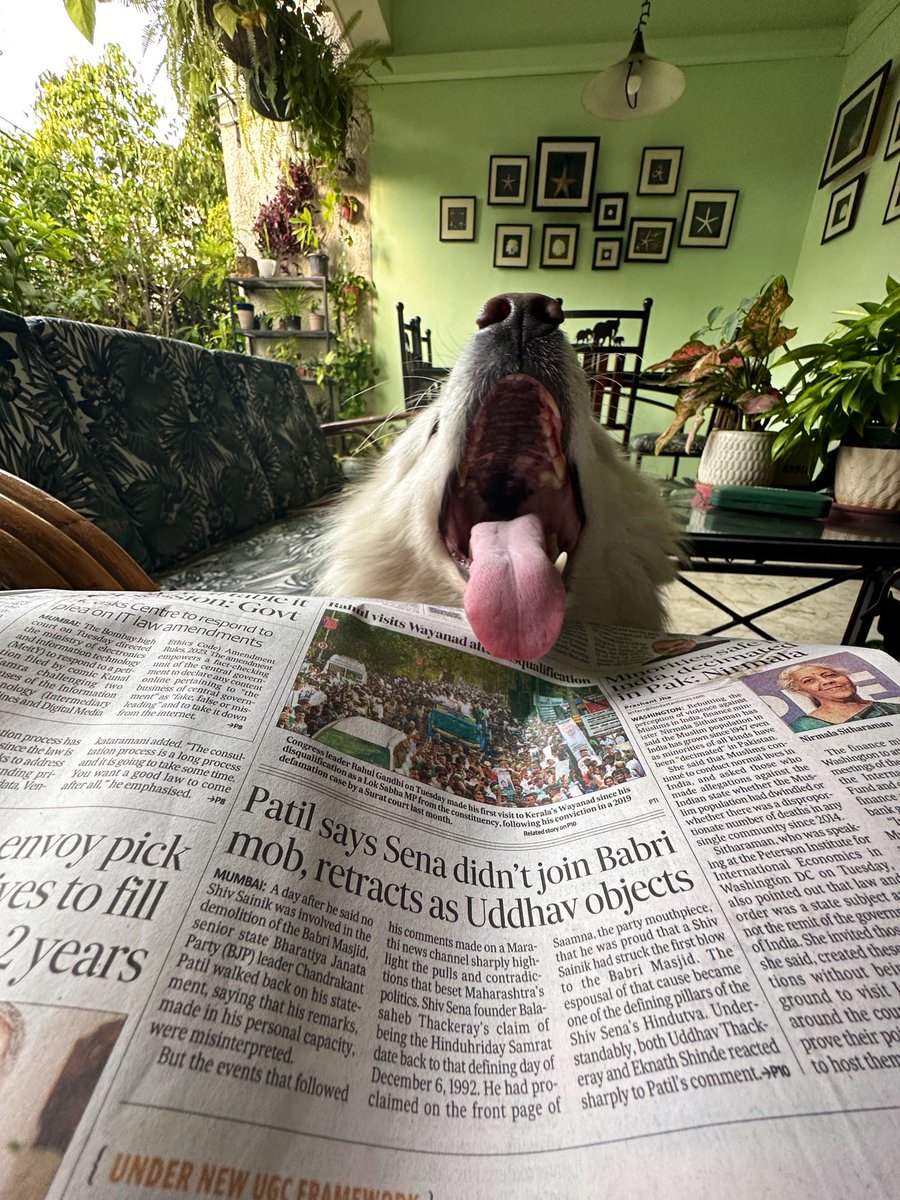 christinedelhi's tweet image. Trying to concentrate on the morning paper.

#dogsofinstagram #mycurrentview