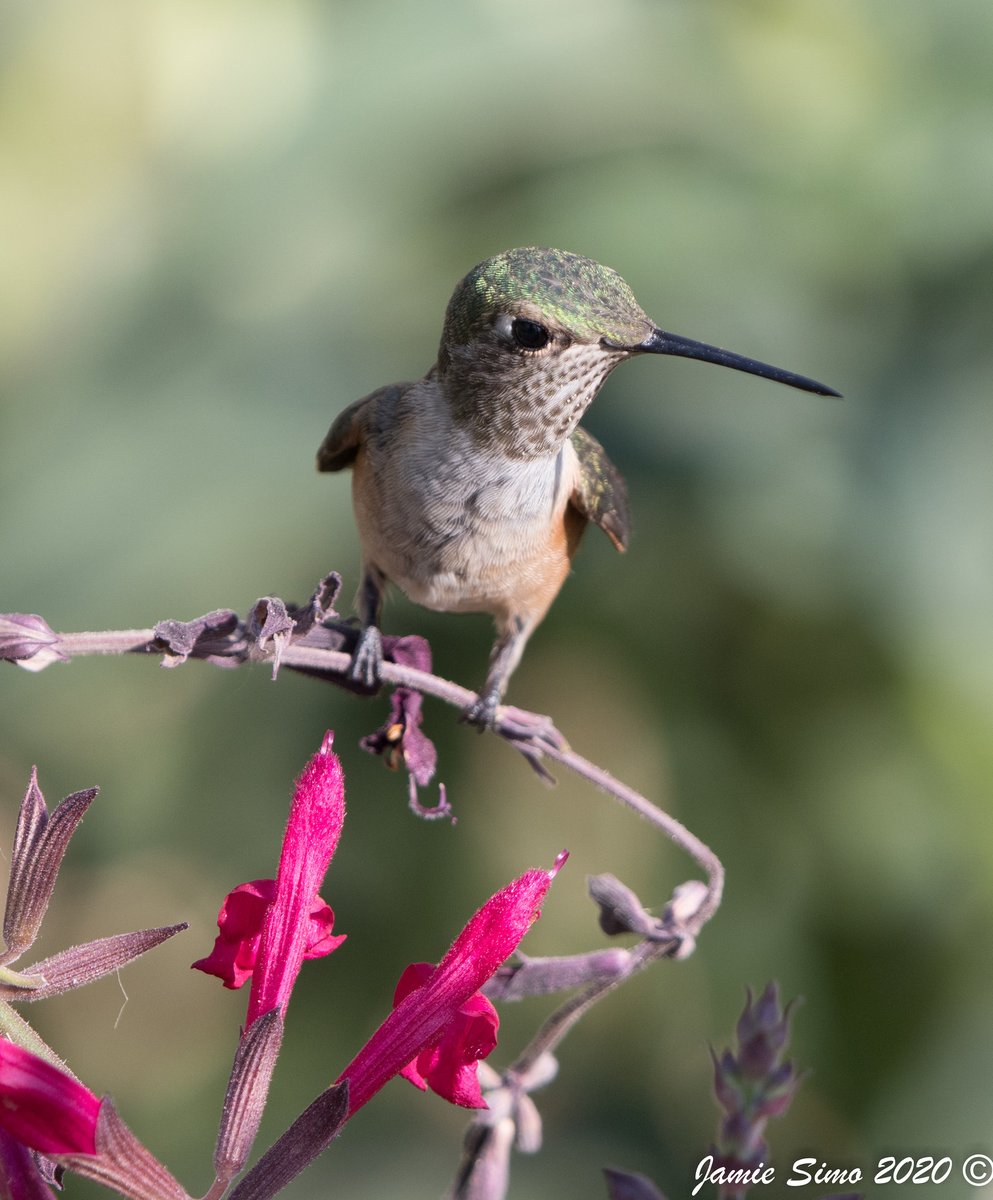 frontrangebird's tweet image. Are you Prepared for Spring Migration? - mailchi.mp/frontrangebird…