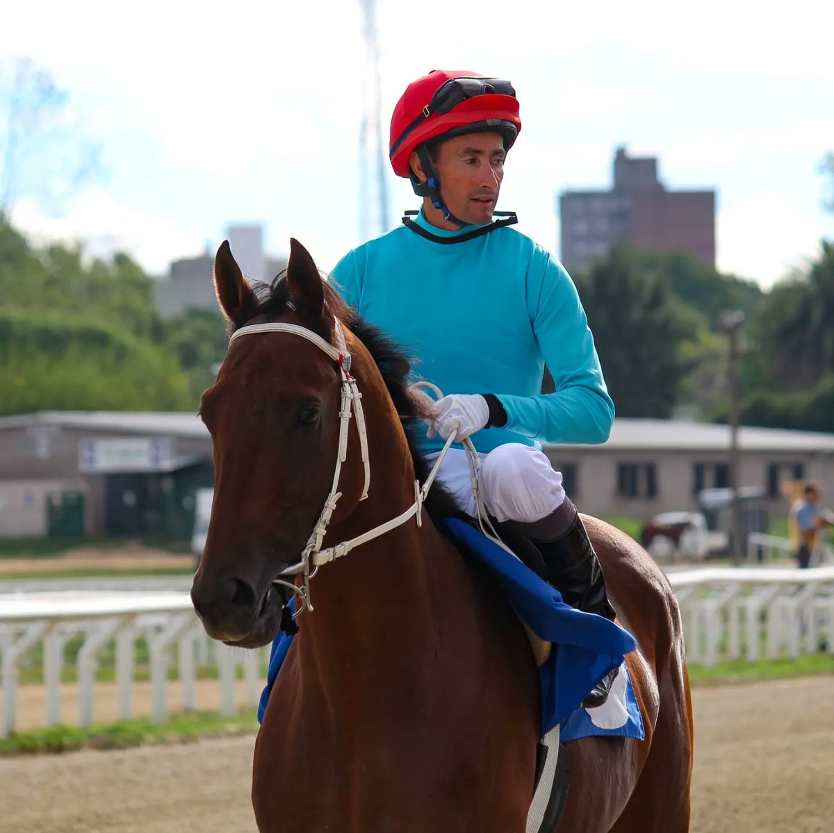 turf_uruguayo's tweet photo. Después de vencer en gran forma en el GP Nacional pedrense #ArlequinJF buscará sumar otra victoria más a su campaña .

Este viernes promete ser de la partida en el GP Comparación sobre 2000mts en el HLP.

Su entrenador A.Cintra además anoto a #TopoDoSul (Yunta) y #DonBimbo . https://t.co/LF4AJNklLx