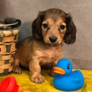 dashchunds's tweet photo. Cute Dachshunds
Available. Message for more info

#Dachshund
#Dachshunds #Dachshund_Lover_family_USA
#reels #video #dachshund #dachshundsofinstagram #dachshundoftheday #dachshundlove https://t.co/wcImJ2VK4Z