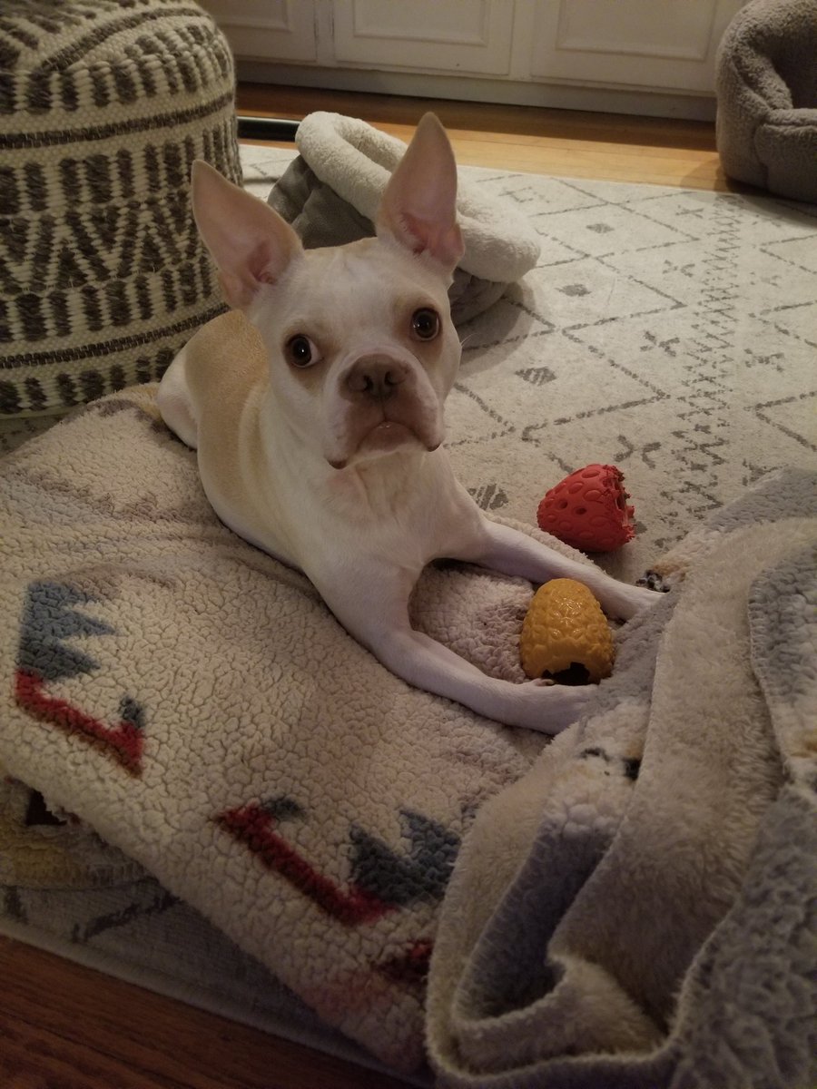 SamRobertsWX's tweet photo. Dewey, living his best life. https://t.co/CpOO8DCqdG
