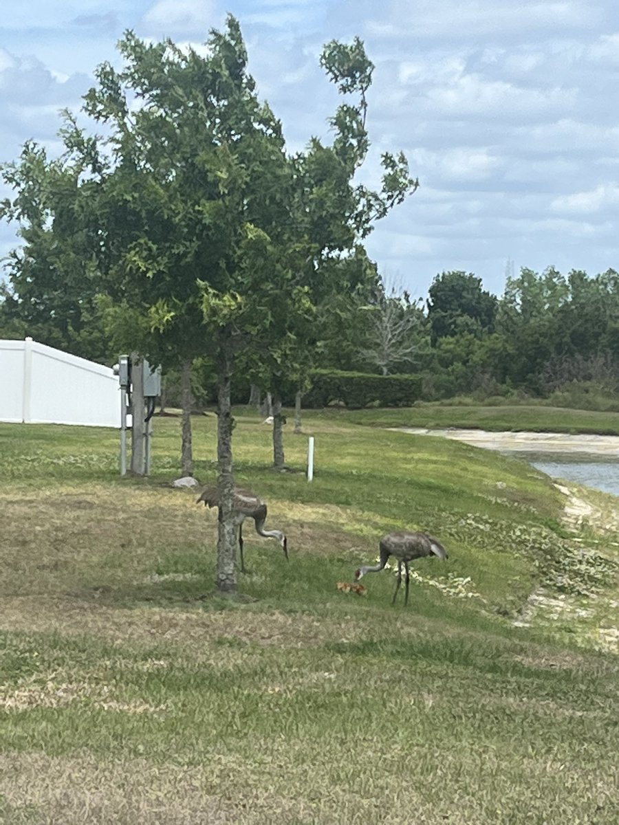 it’s spring which means i get to watch the baby cranes in my neighborhood grow up and learn to fly 🥹