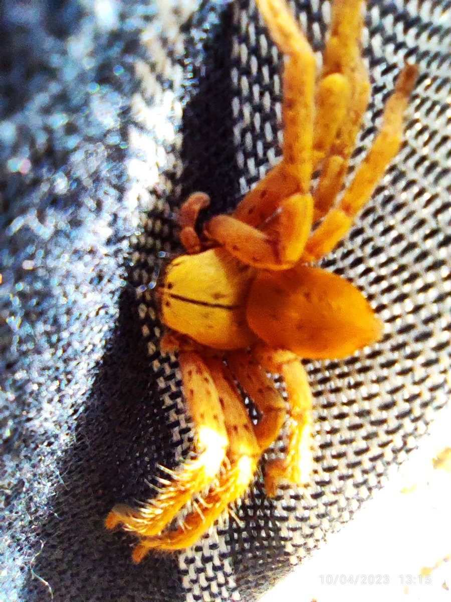 Inanis_vanitas's tweet photo. @Arachno_Cosas Hola :D. Estoy en Quintana Roo y tenía esta araña en la cara. Está bien bonita la vdd, pero que especie es? :D https://t.co/3uGj2xUljg