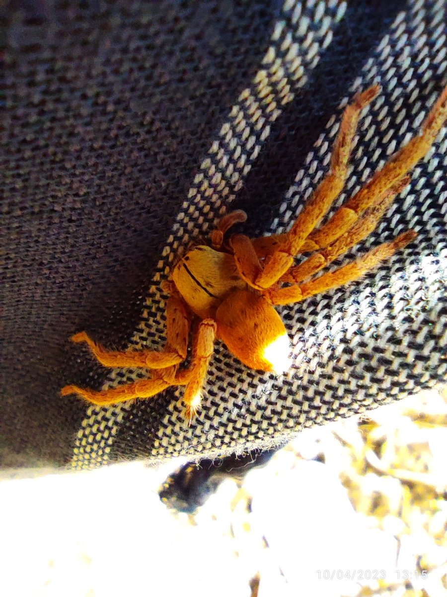 Inanis_vanitas's tweet photo. @Arachno_Cosas Hola :D. Estoy en Quintana Roo y tenía esta araña en la cara. Está bien bonita la vdd, pero que especie es? :D https://t.co/3uGj2xUljg