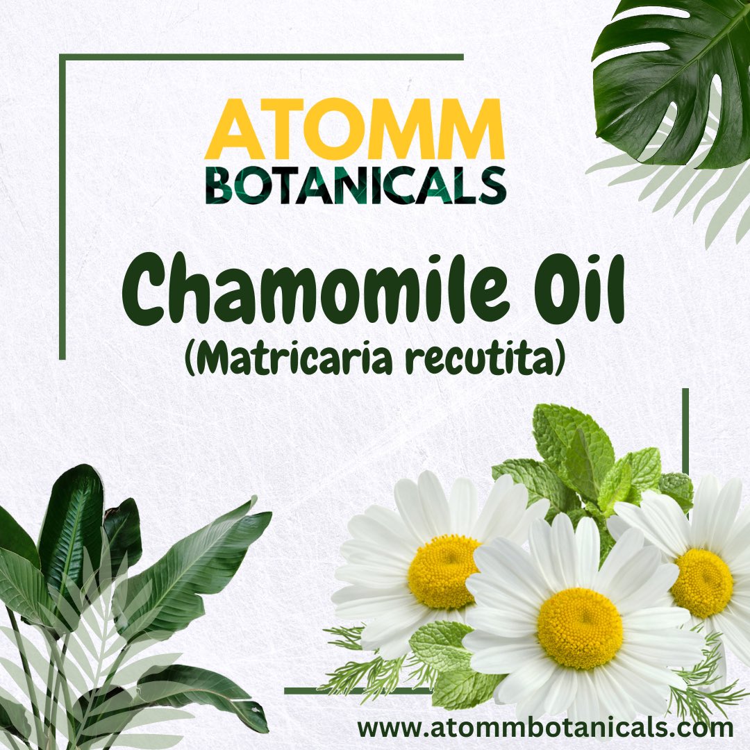 Chamomile Oil Suppliers In India - Atomm Botanicals #atommbotanicals #chamomile #chamomileoil #chamomileflowers #exoticoils