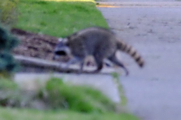 Raccoon wandering into a yard