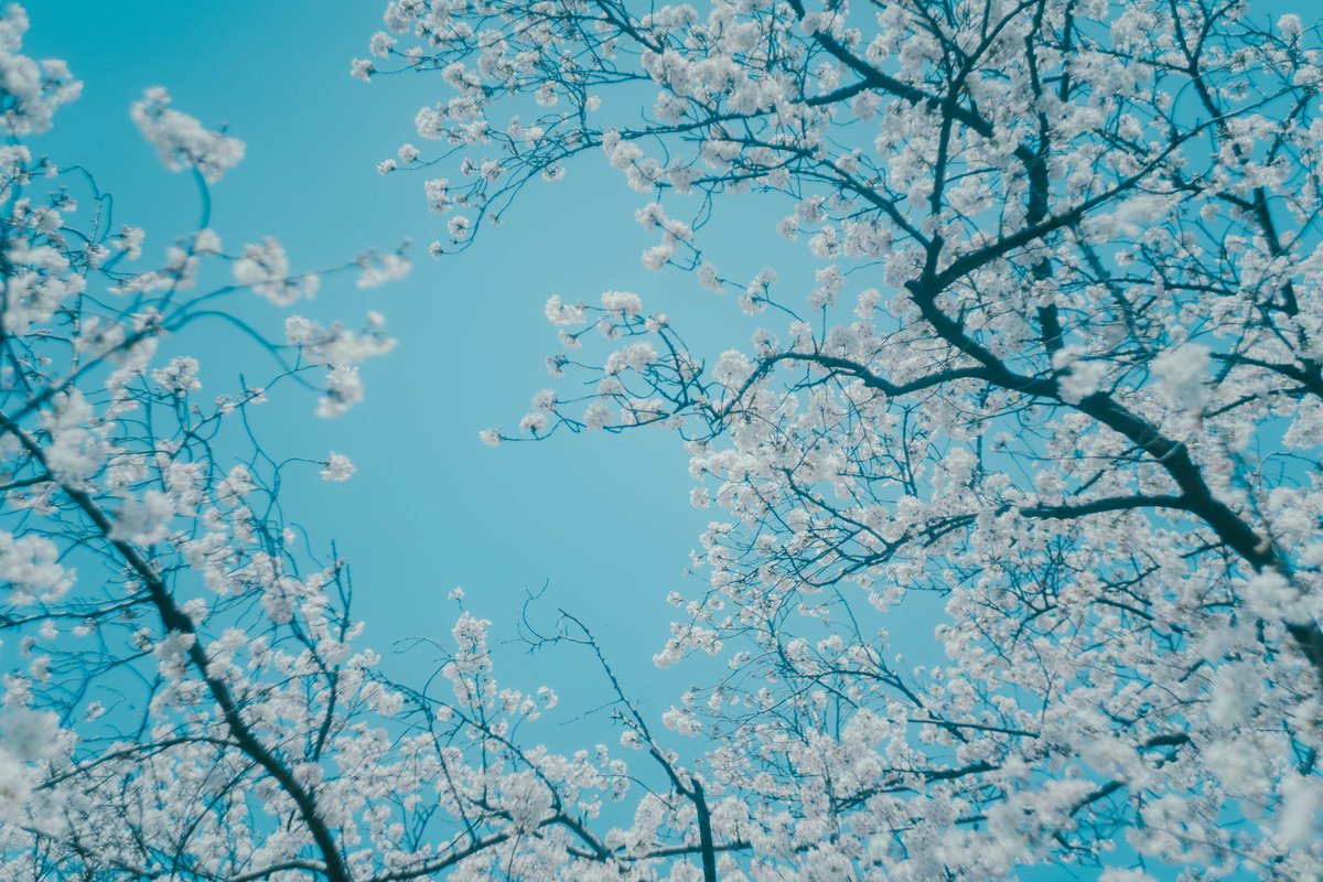 sako_photo's tweet photo. spring blue. https://t.co/h5BSLAStrb