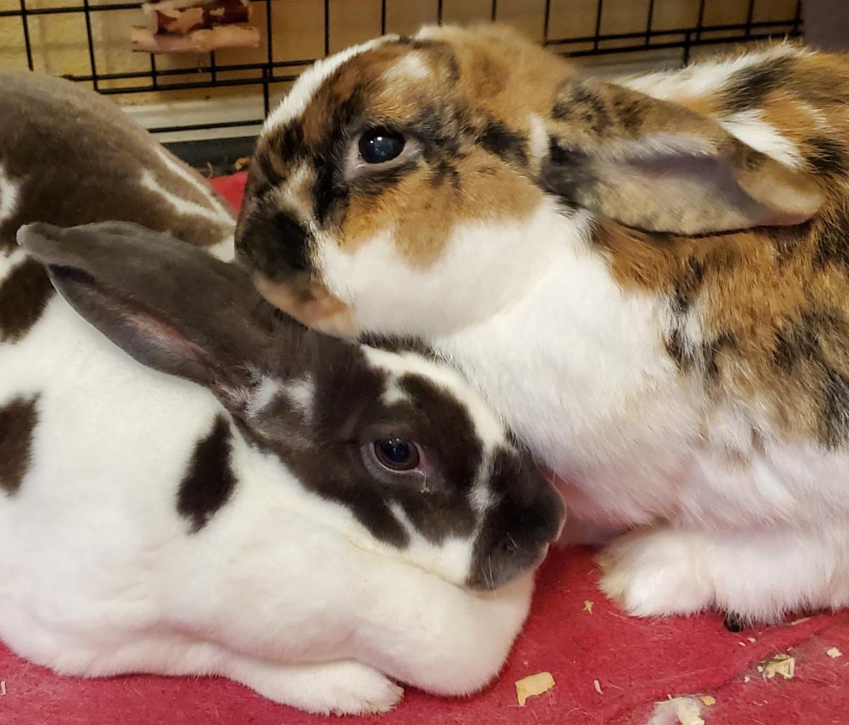 1HeartWild's tweet photo. Your donation helps the seniors like Wilbur, Montana, April, Izzy, and Copper, get the care they need. Please join our community of care with a donation before midnight tonight.
https://t.co/ZuFNYWyDCU https://t.co/0DNVmzx37Y