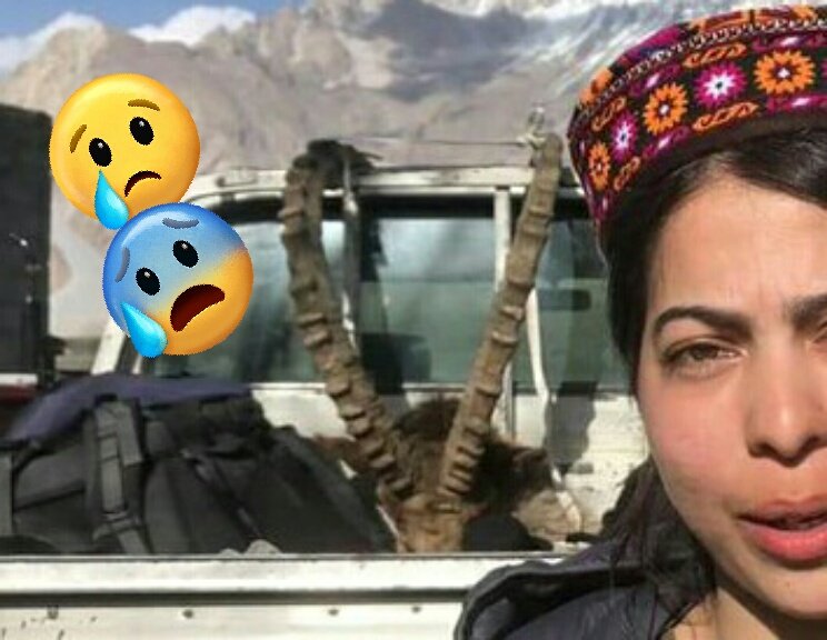 She paid $620 and got licence to kill Himalayan Ibex. She killed a beautiful Ibex in Baltoro whose horn was 42 inchees long.😭 This cruel person belongs to a community known for their peaceful lifestyle.😭
#StopTrophyHunting
#HimalayanIbex 
#SiberianIbex 
 urdu.geo.tv/latest/324311-