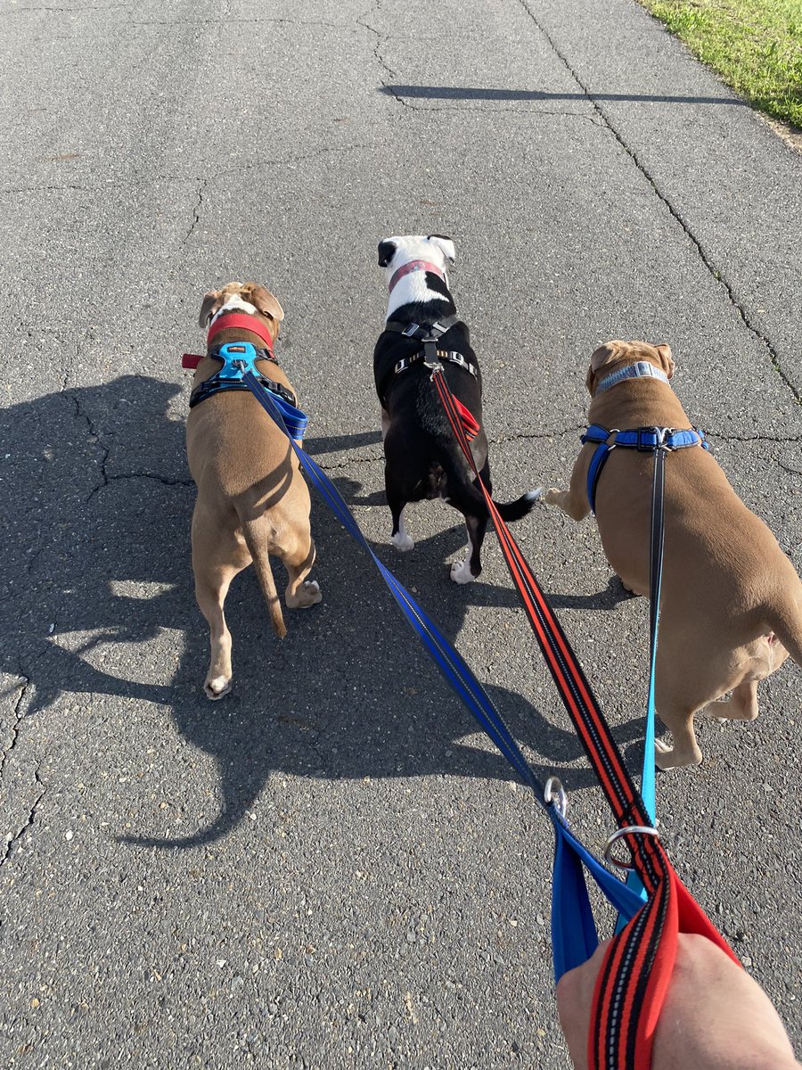 #PitbullCrew out for a walk