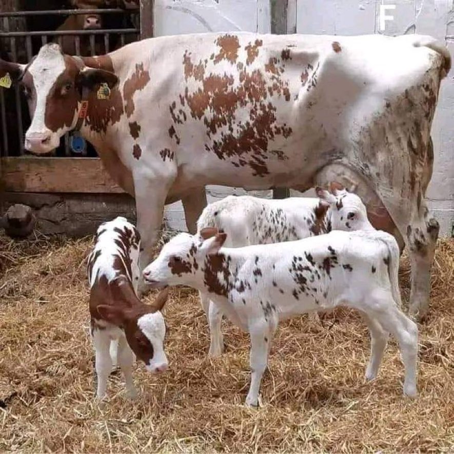 What name do you give this color of cattle in Kalenjin?