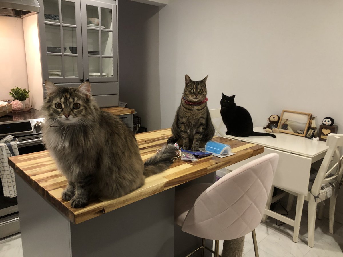 charmedComm's tweet image. Comment ne pas se sentir coupable d’aller travailler quand ces petites faces là te regarde mettre ton manteau.