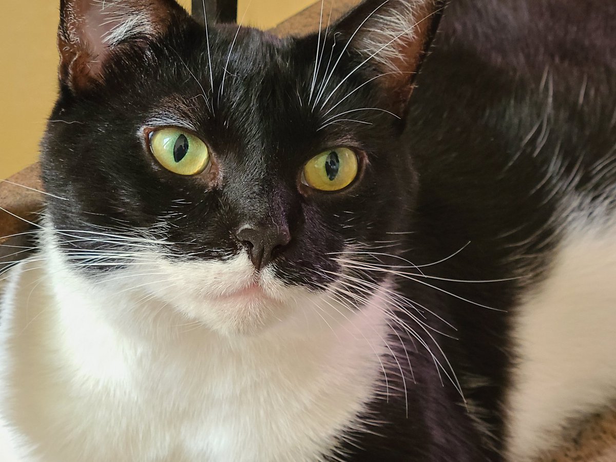 MauDebbieWilli1's tweet photo. My beautiful sexy Saximillion
-aka- 
Sax•Fur•Avenue

#CatsofTwittter https://t.co/C5gLjrJUmO