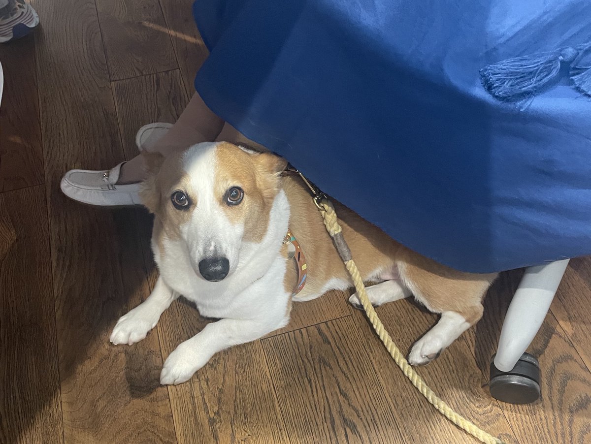 petokoto_news's tweet photo. 足元に来てくれたらついついかまっちゃいます

#社員犬コルク
#愛犬と仕事 https://t.co/MjDjZBtBYF